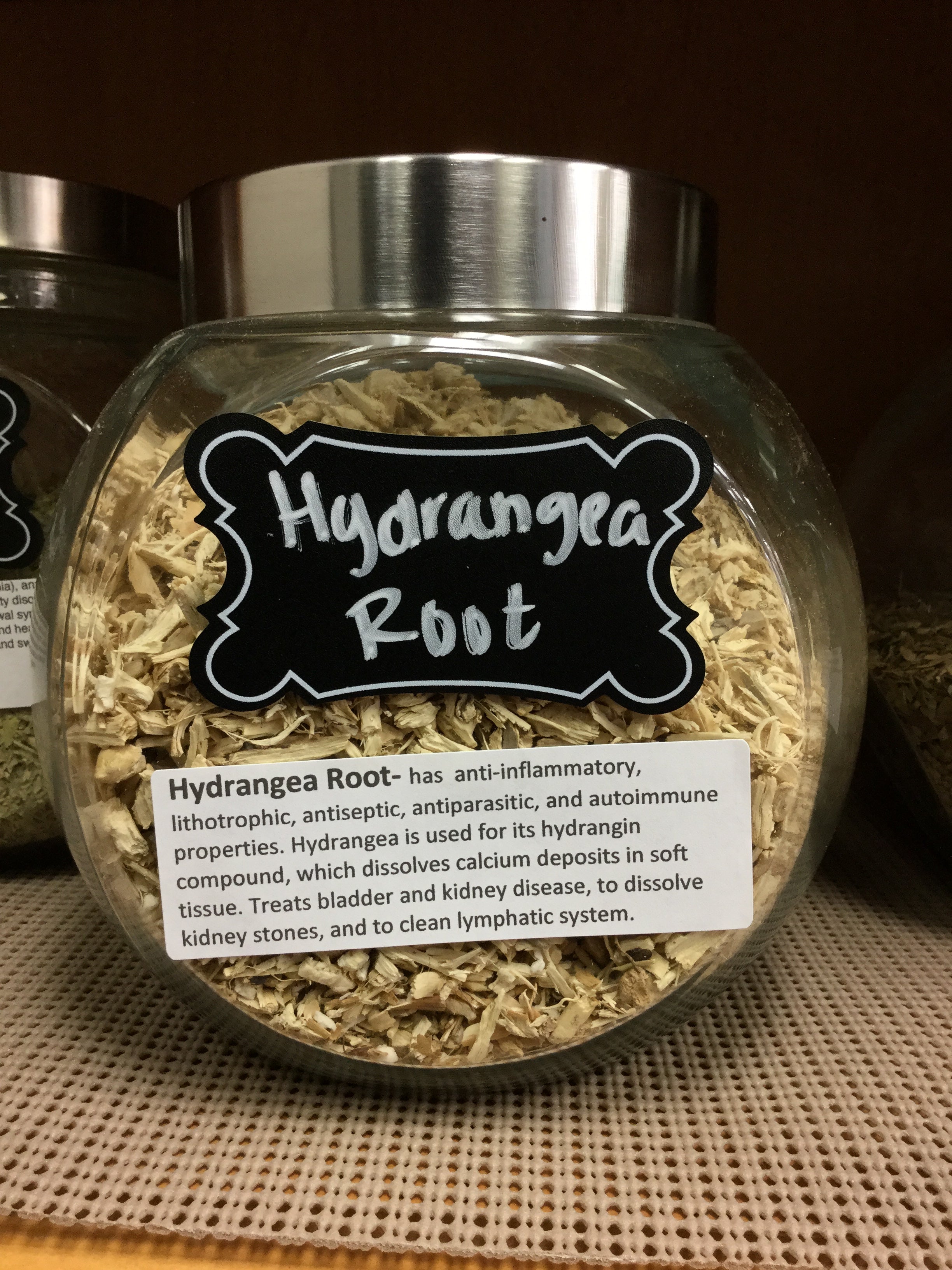 Hydrangea root